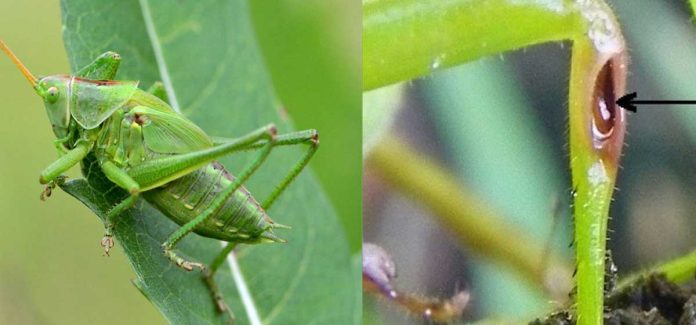 saltamontes-oidos