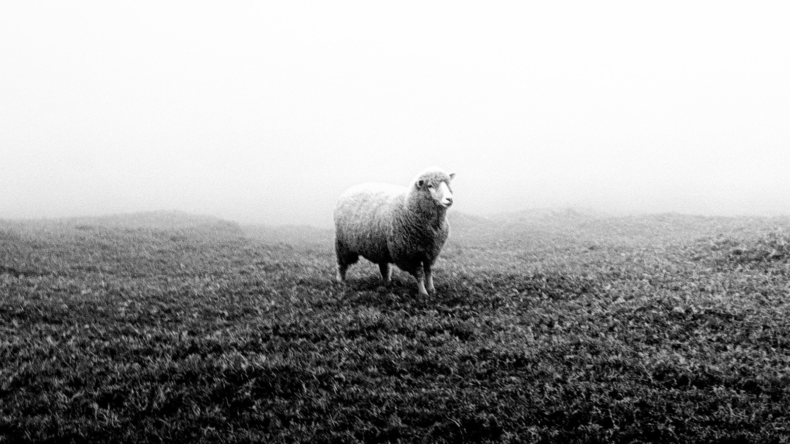 la oveja perdida